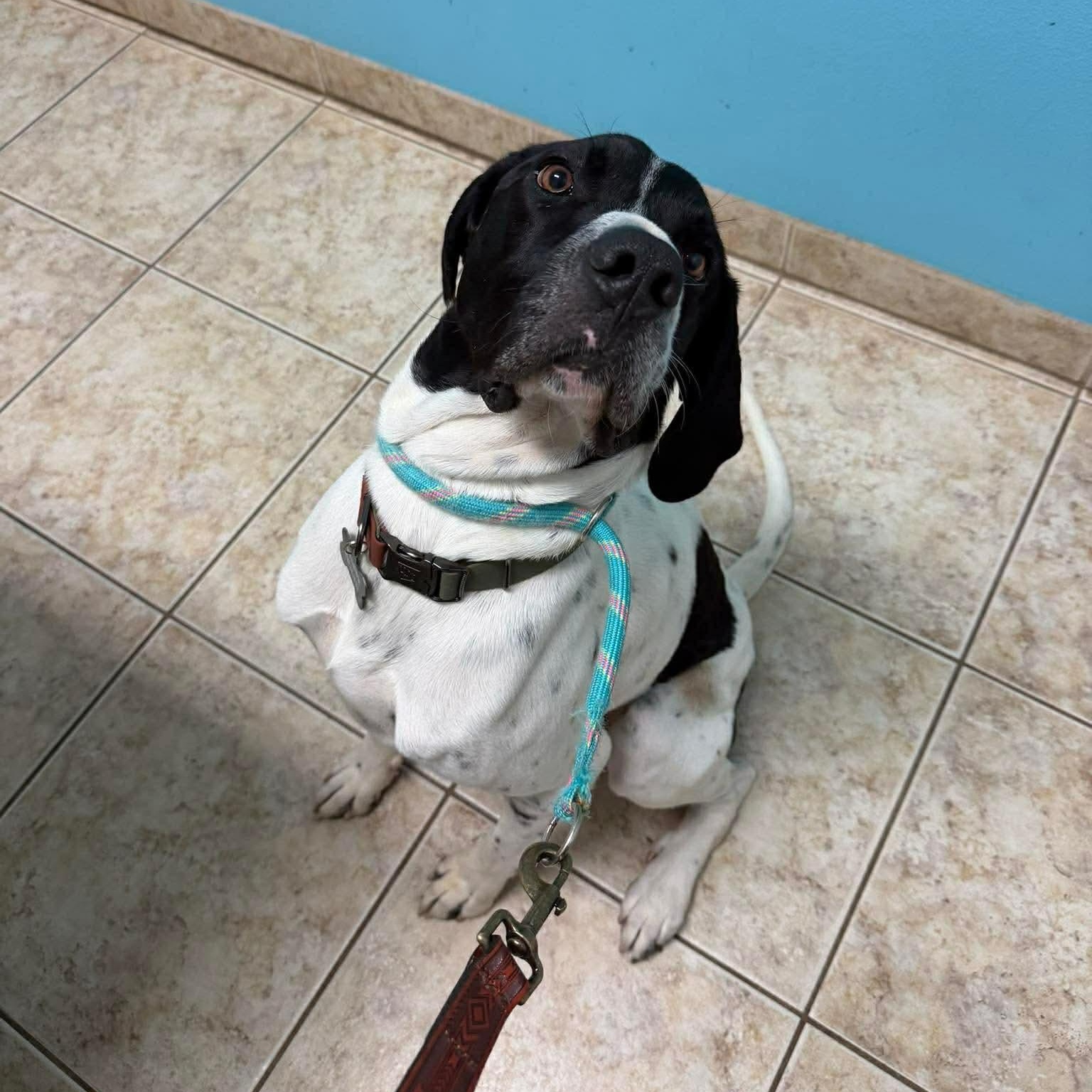 Wilbur, a ADOPTABLE mixed breed in Hempstead, TX image 2/3