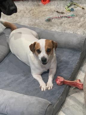 Enlarge Molly, a Adoptable mixed breed in Union Beach, NJ image 1/2