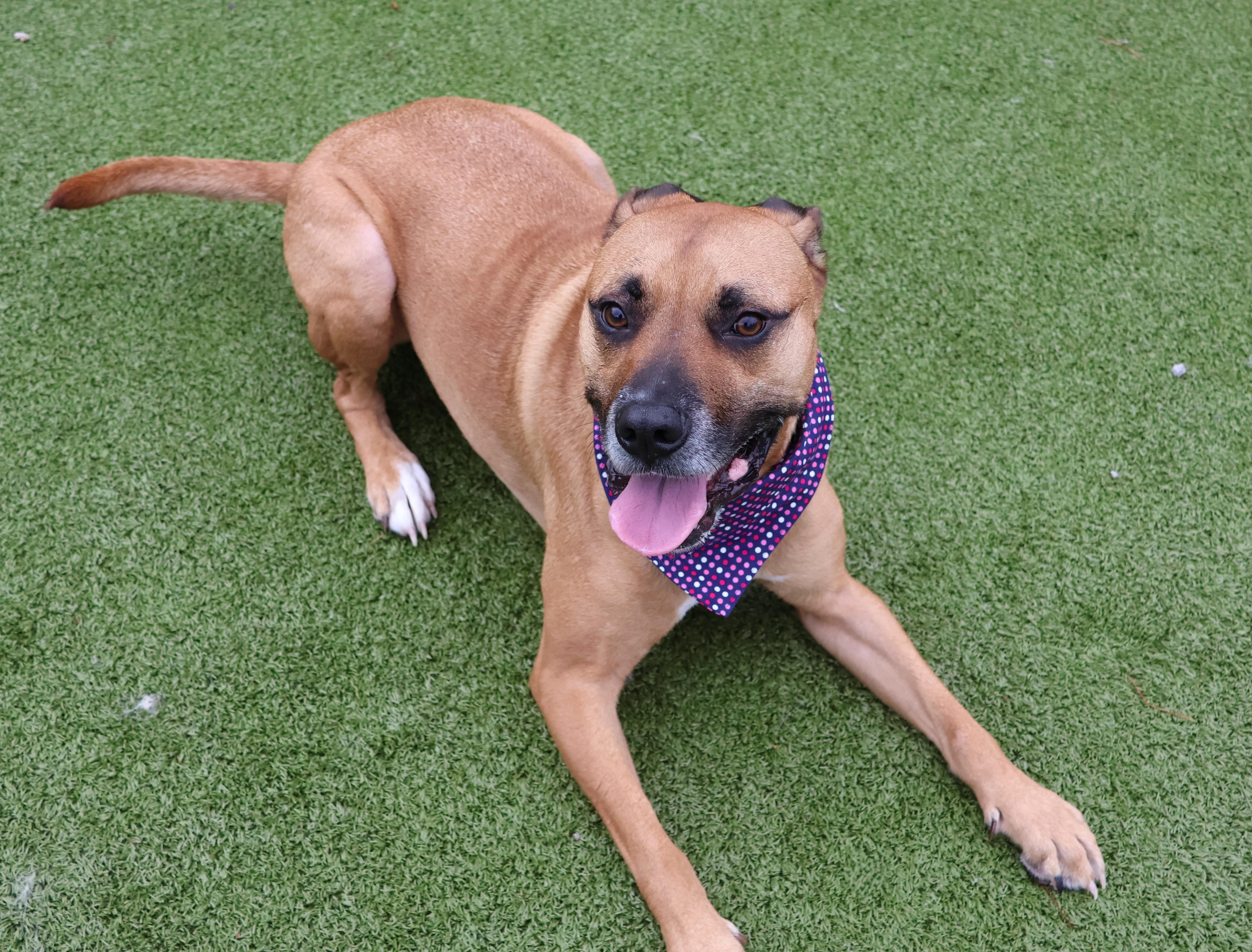 Enlarge James, a ADOPTABLE Mixed Breed in Athens, GA image 3/3