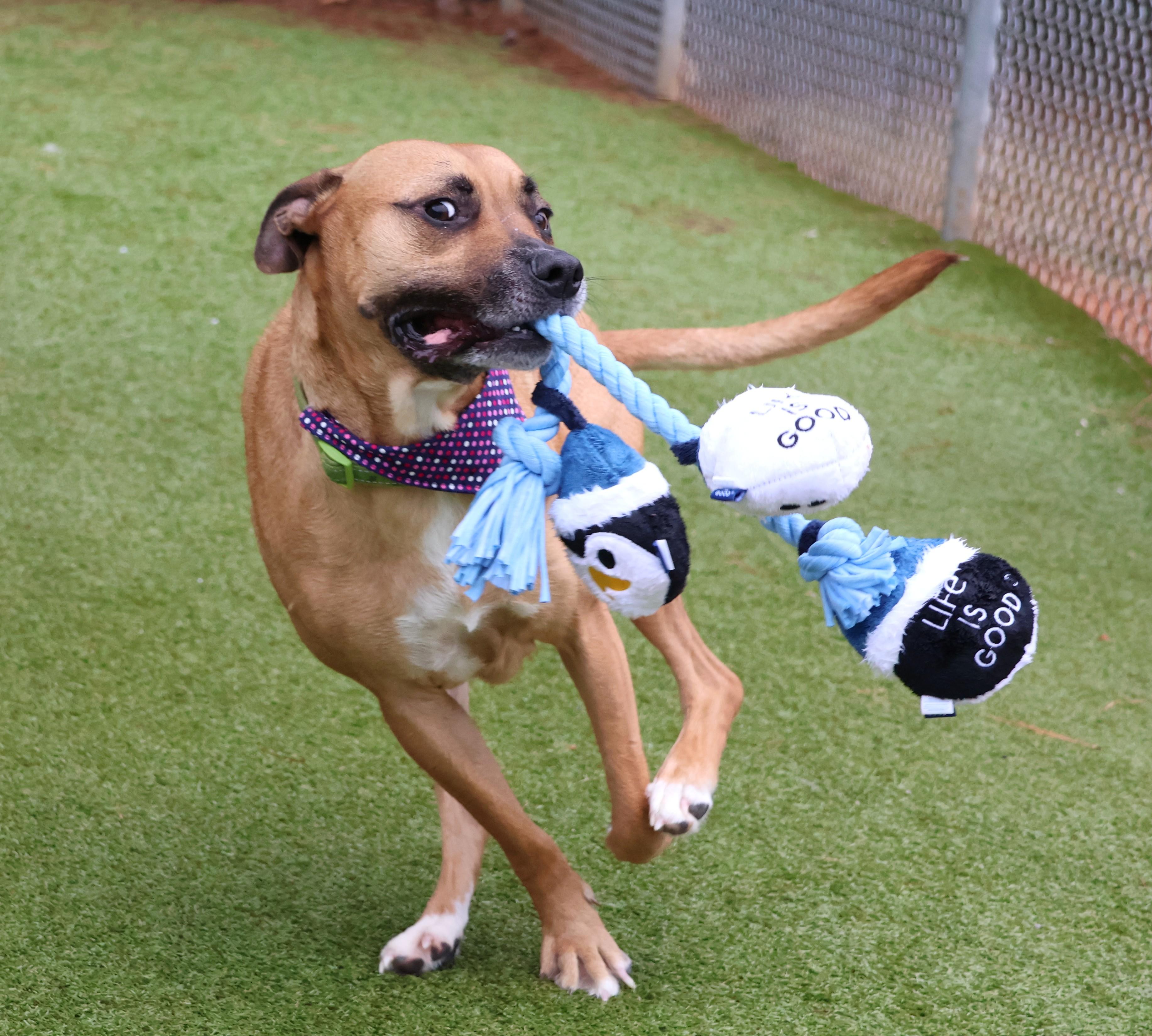 Enlarge James, a ADOPTABLE Mixed Breed in Athens, GA image 2/3