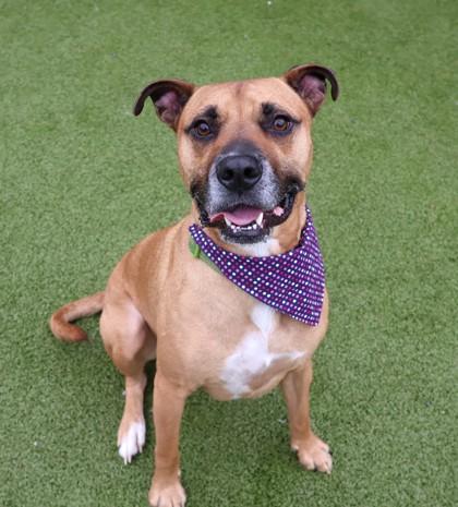 Enlarge James, a ADOPTABLE Mixed Breed in Athens, GA image 1/3