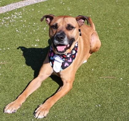 James, a ADOPTABLE Mixed Breed in Athens, GA image 2/4