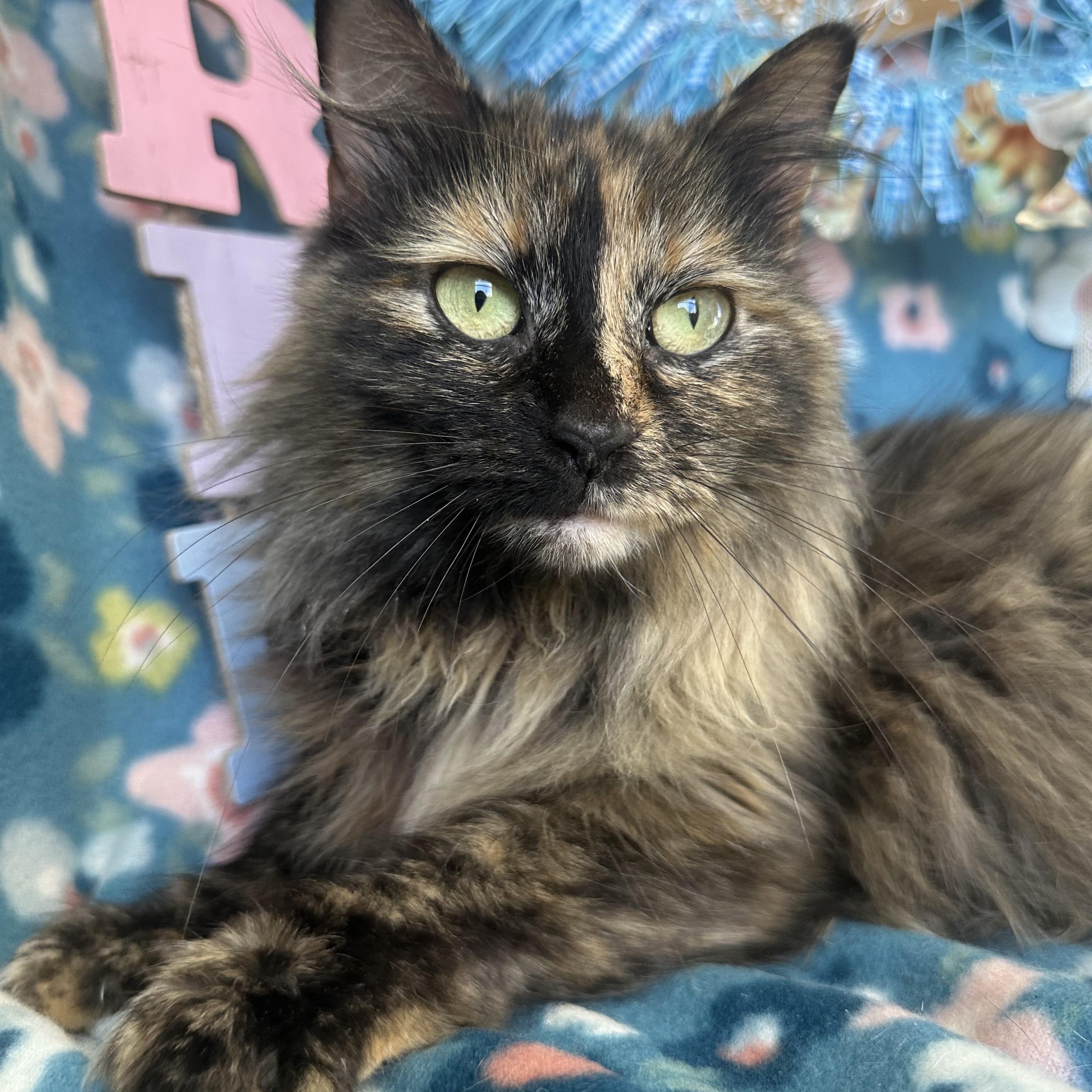 Meep, adopted, Young Female Maine Coon & Siberian.