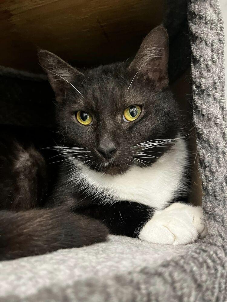 whiskers, Adoptable, Adult Male Domestic Short Hair.