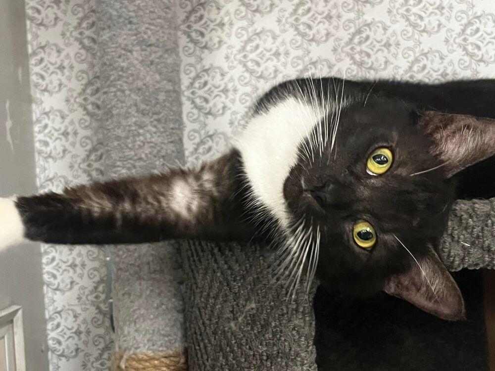 Enlarge whiskers, a Adoptable Domestic Short Hair in Acworth, GA image 2/3