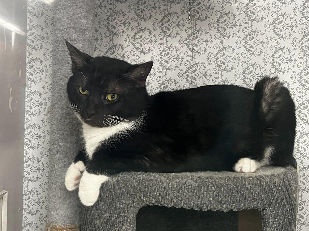 Enlarge whiskers, a Adoptable Domestic Short Hair in Acworth, GA image 3/3