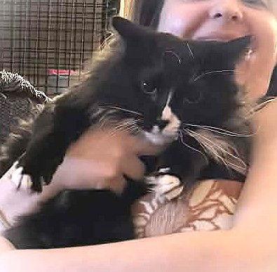 Esperanza, Adoptable, Adult Female Domestic Medium Hair.