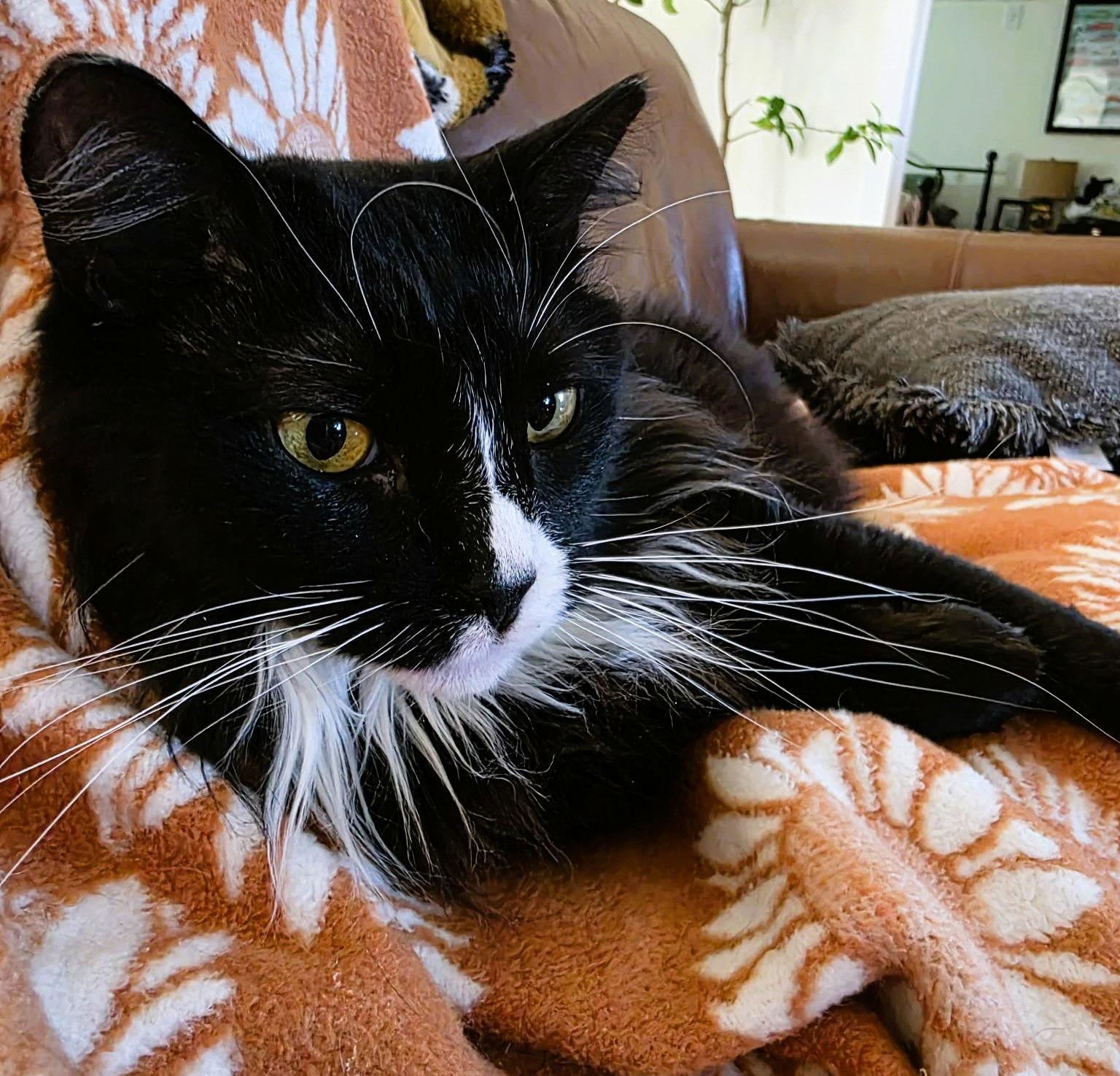 Enlarge Esperanza, a Adoptable Domestic Medium Hair in Trenton, NJ image 2/3