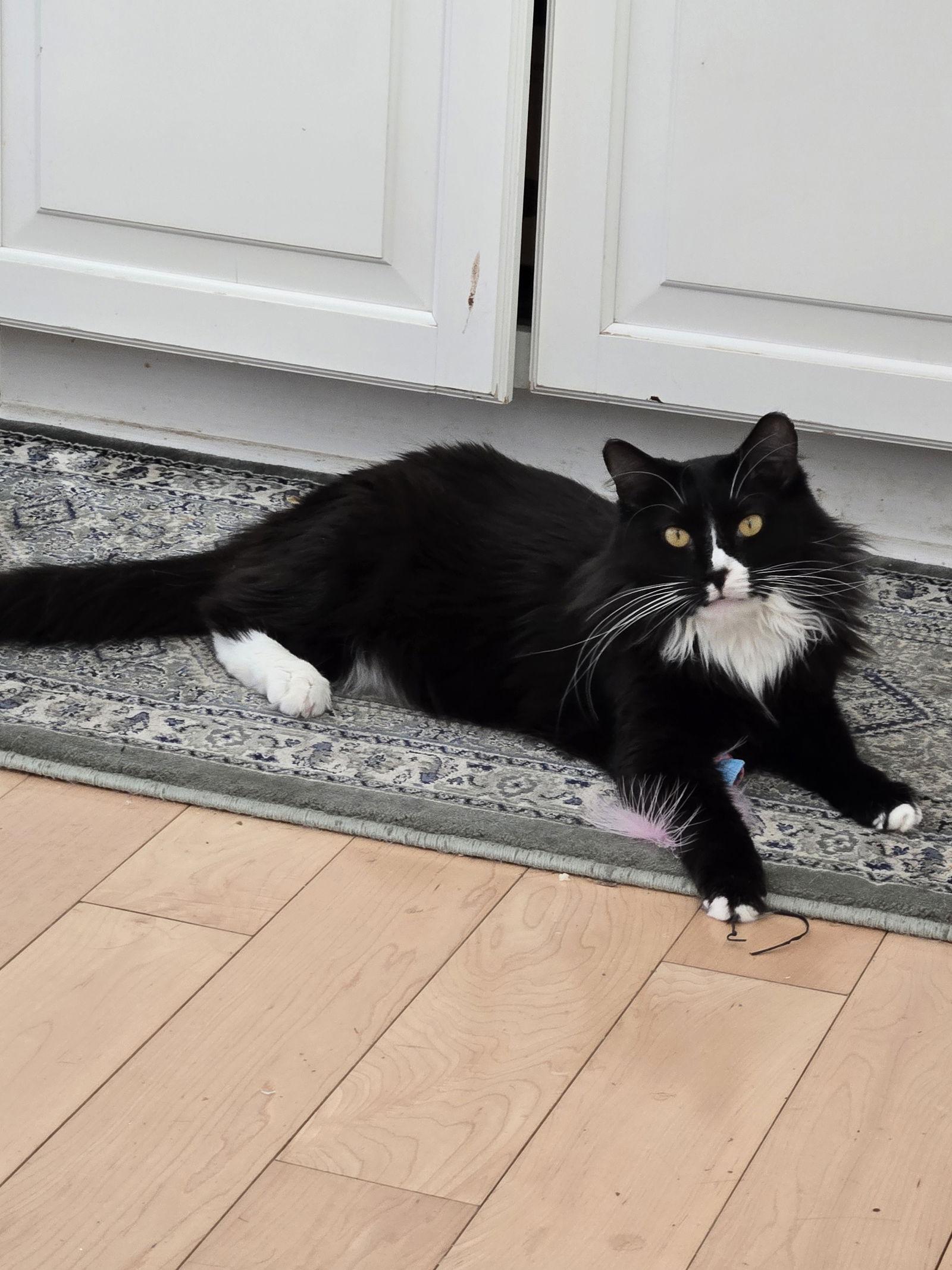 Enlarge Esperanza, a Adoptable Domestic Medium Hair in Trenton, NJ image 3/3