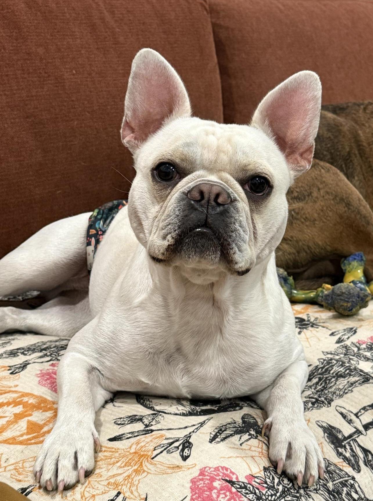 Enzo, a Adoptable French Bulldog in Brunswick, OH image 4/6