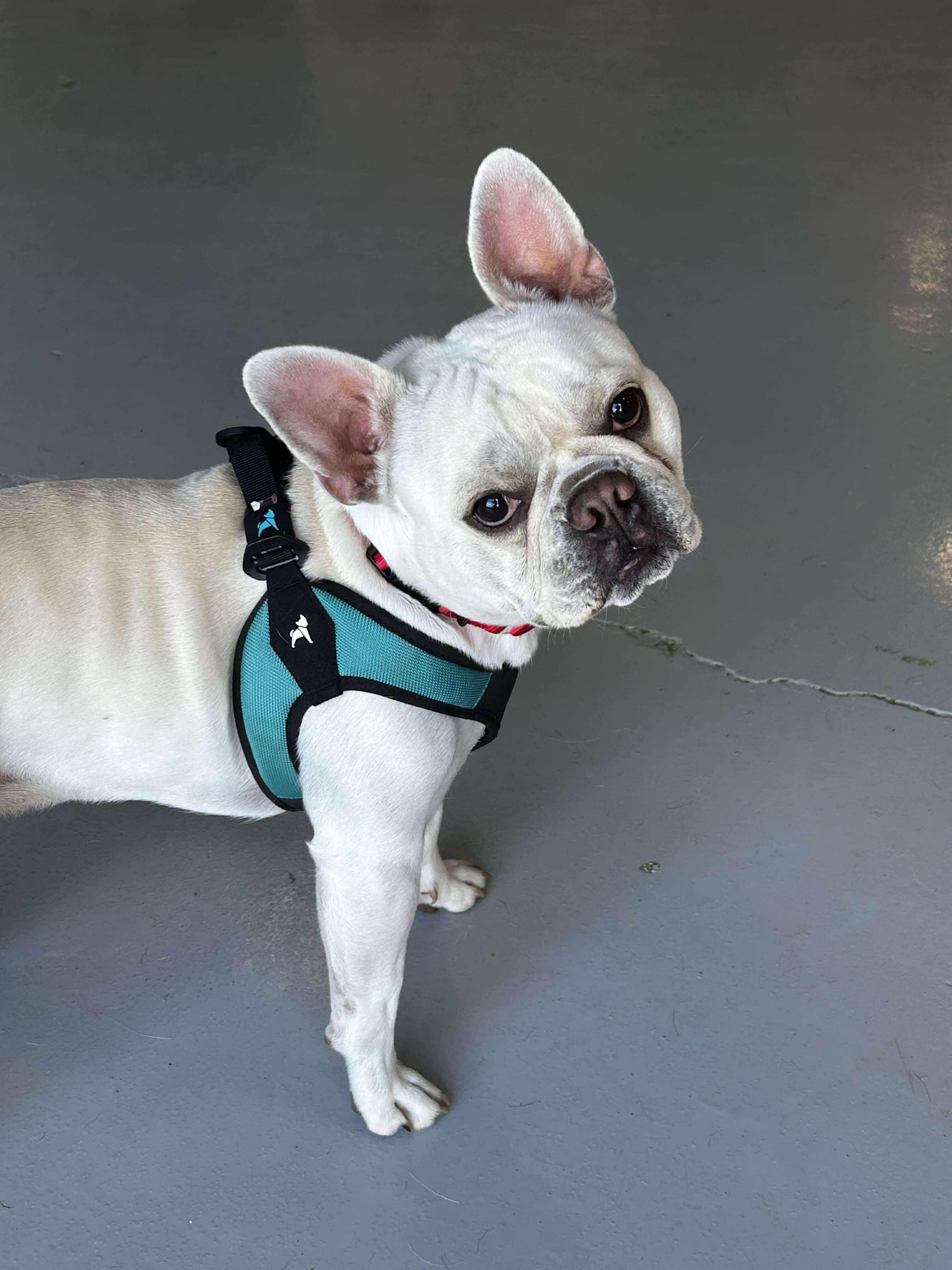 Enzo, a Adoptable French Bulldog in Brunswick, OH image 2/6