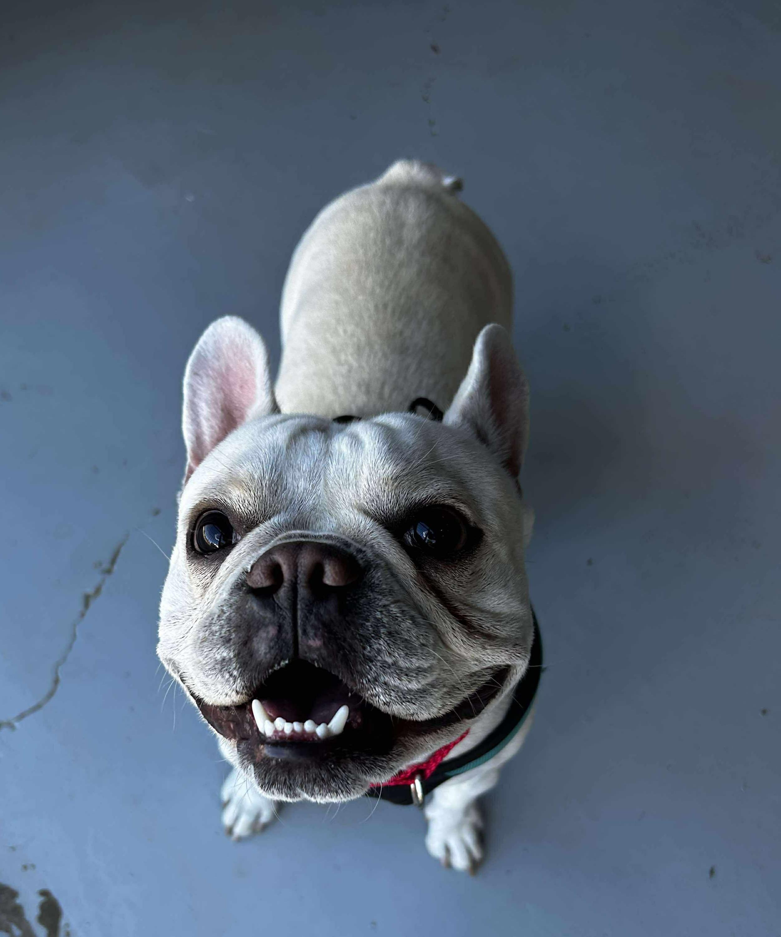 Enzo, a Adoptable French Bulldog in Brunswick, OH image 5/6