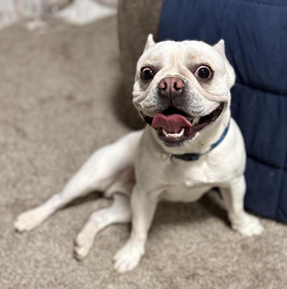 Enzo, a Adoptable French Bulldog in Brunswick, OH image 6/6