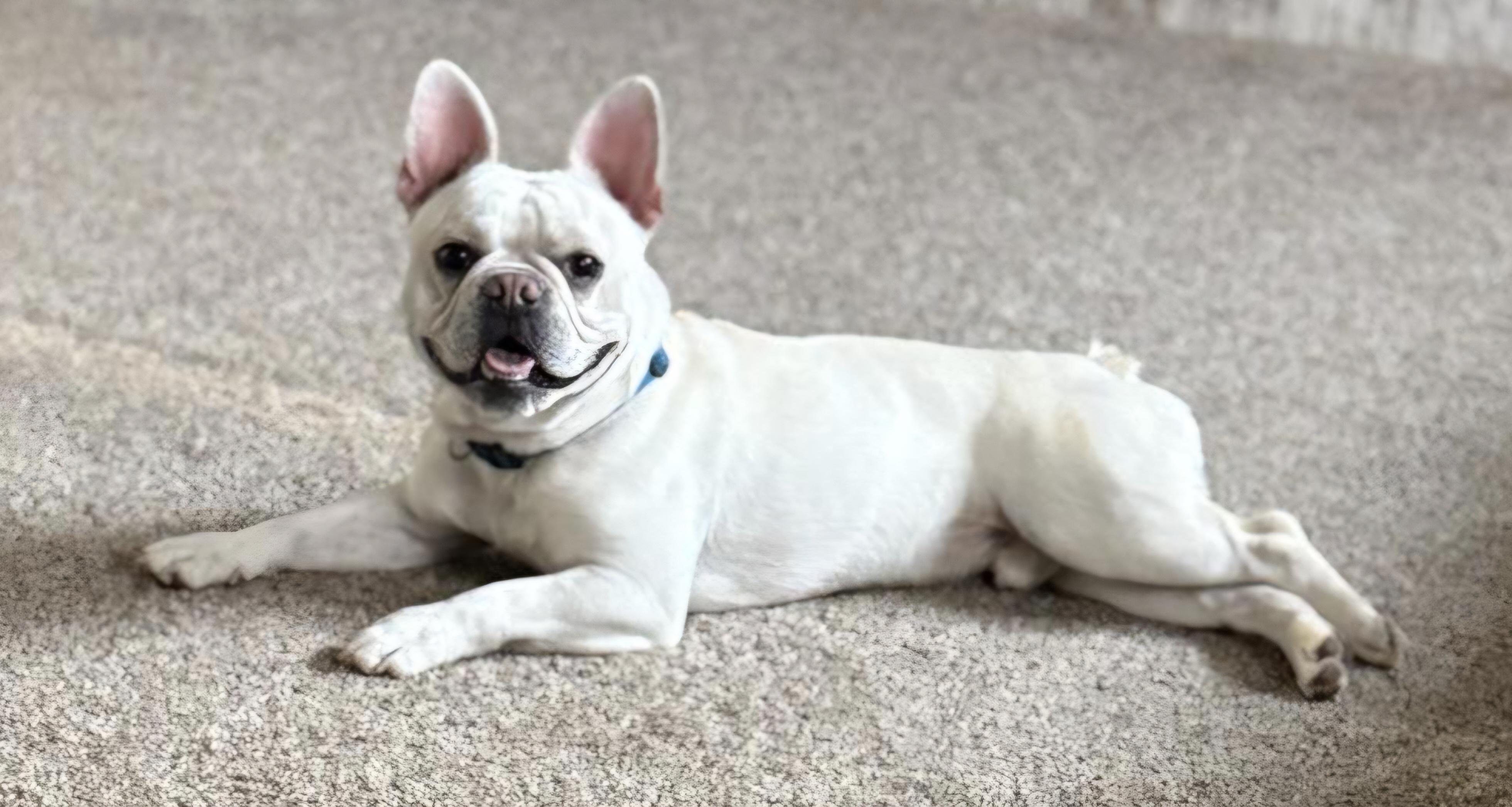 Enzo, a Adoptable French Bulldog in Brunswick, OH image 1/6