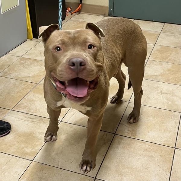 Carmello(mcas), Adoptable, Adult Male Pit Bull Terrier.