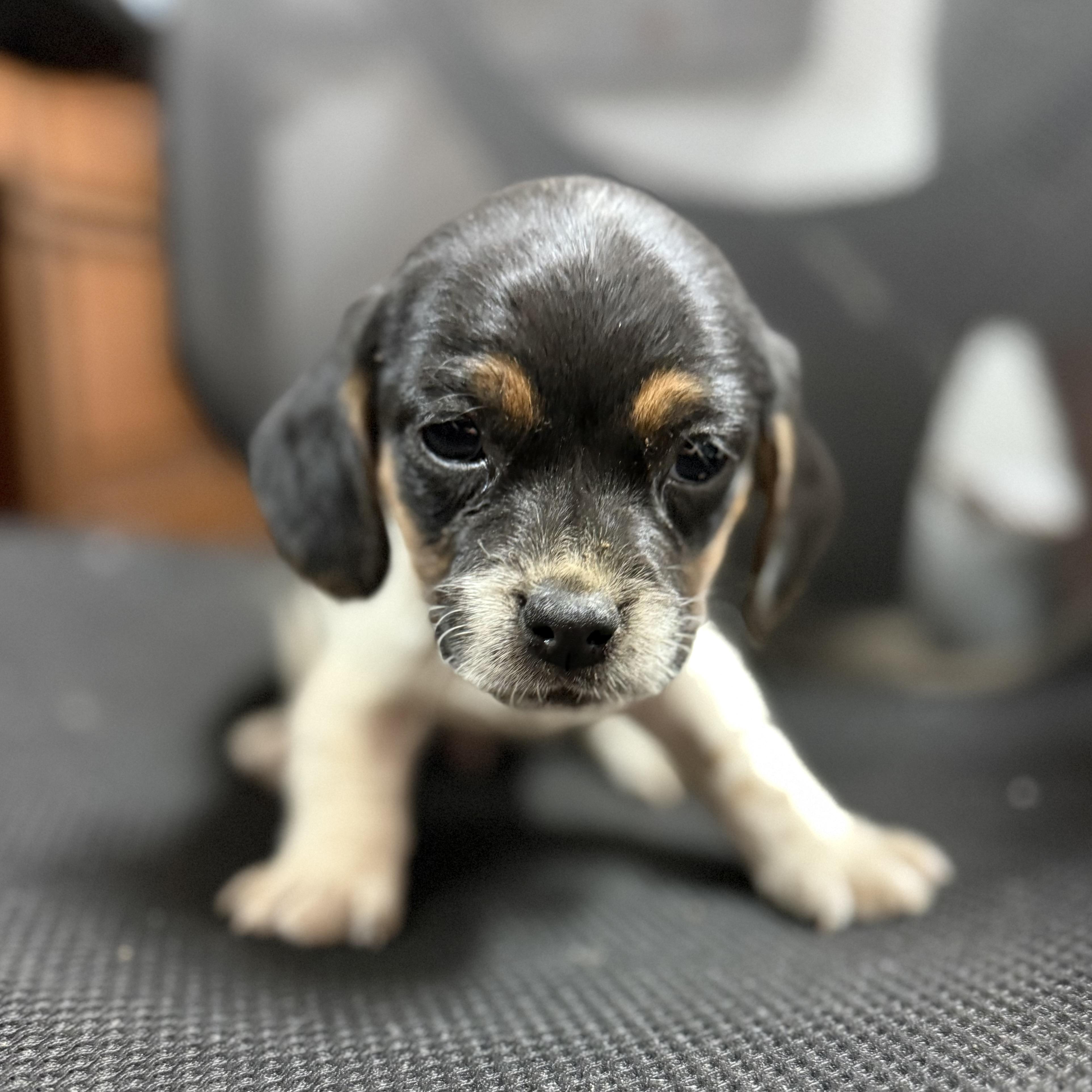 Enlarge CFA Sauce, a Adoptable mixed breed in Columbia, SC image 2/3