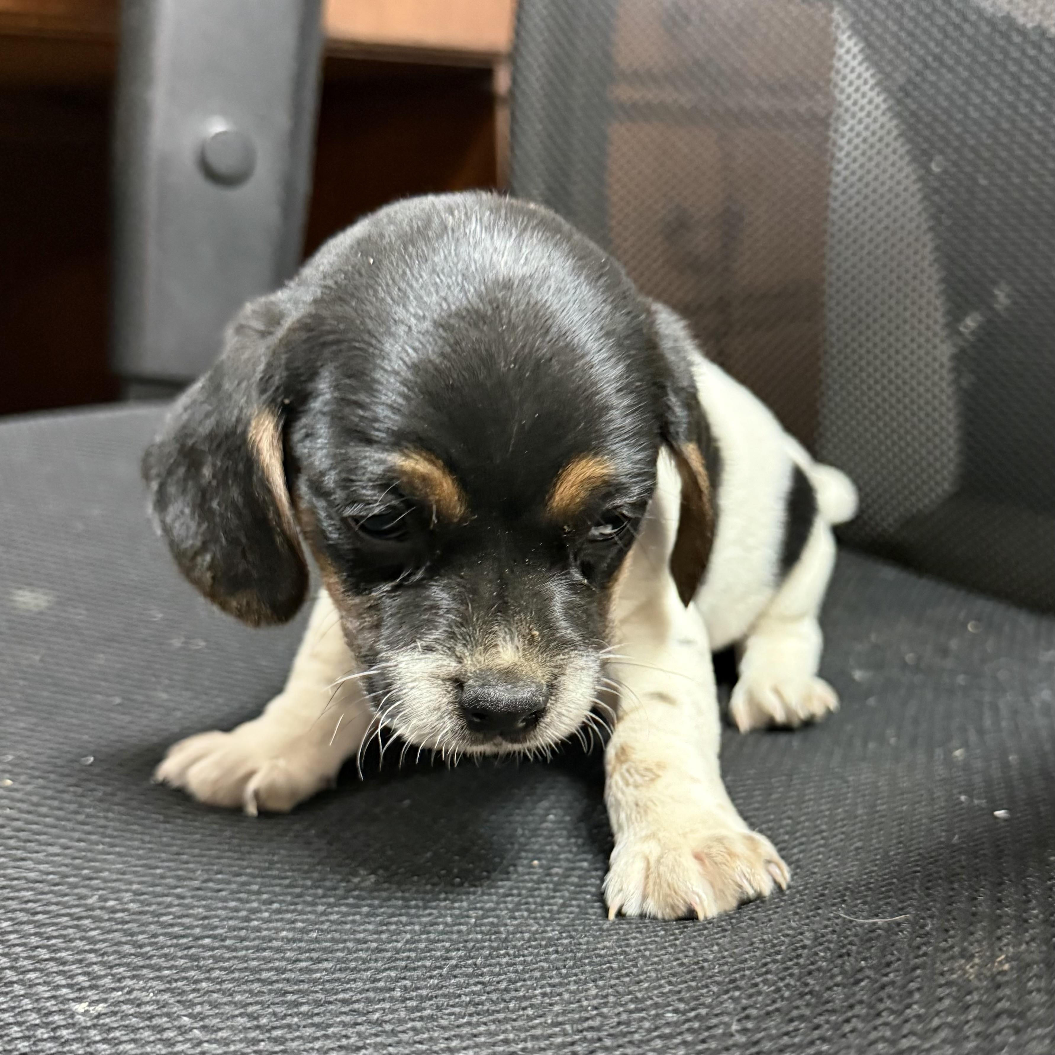 Enlarge CFA Sauce, a Adoptable mixed breed in Columbia, SC image 3/3