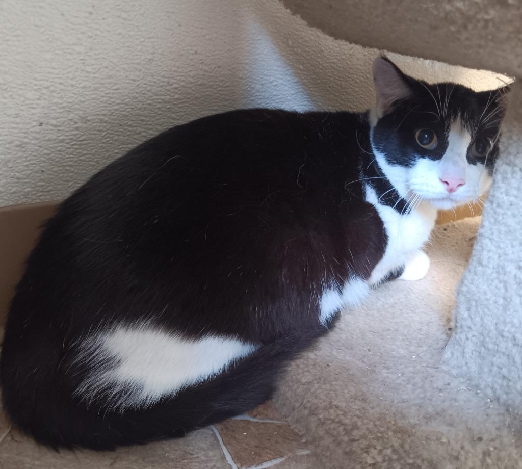 Pierre, Adoptable, Adult Male Domestic Short Hair.