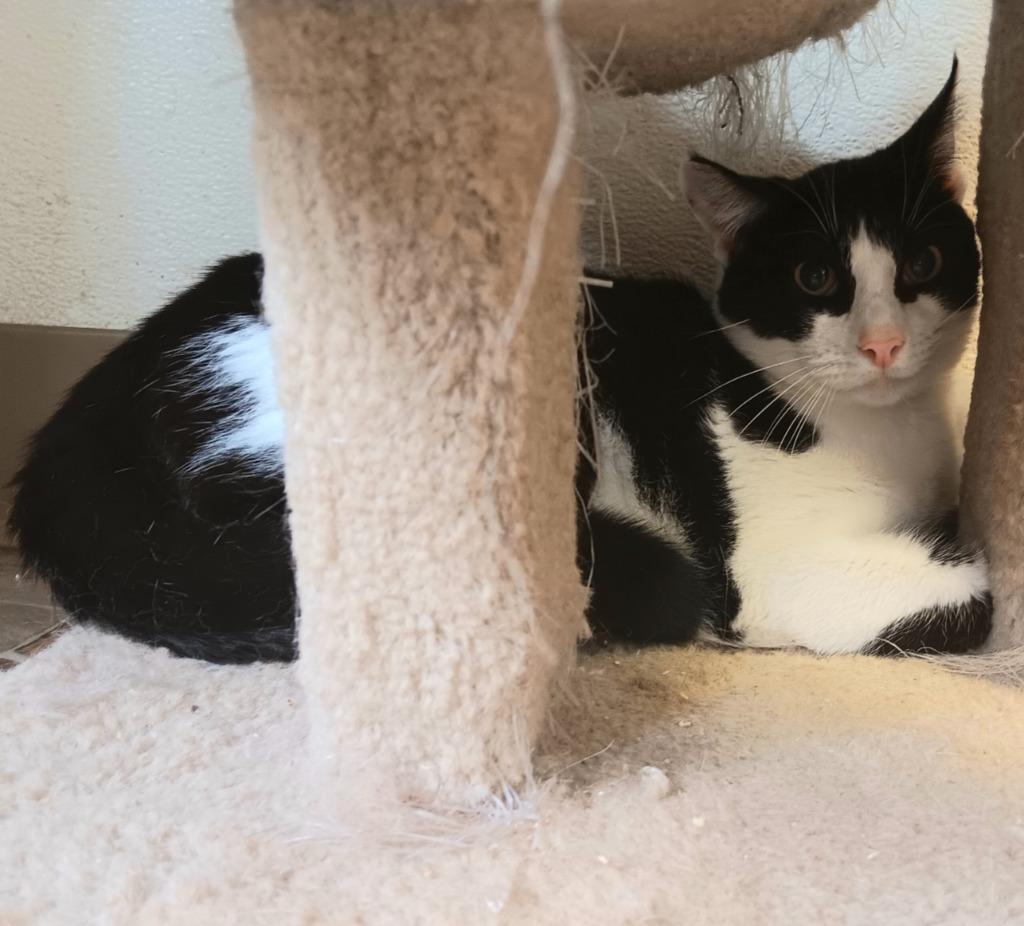 Pierre, Adoptable, Adult Male Domestic Short Hair.