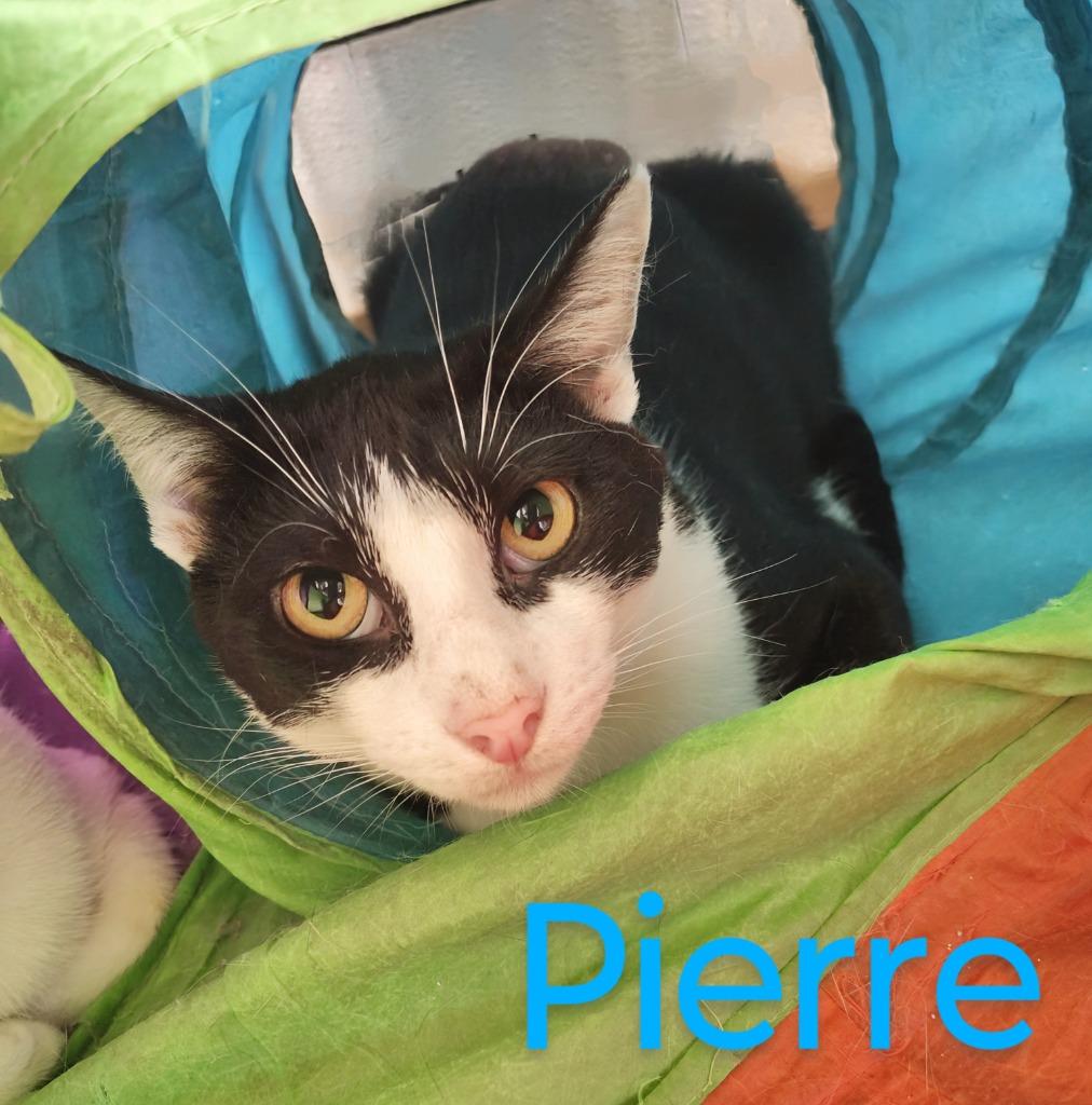 Enlarge Pierre, a Adopted mixed breed in Mena, AR image 2/3