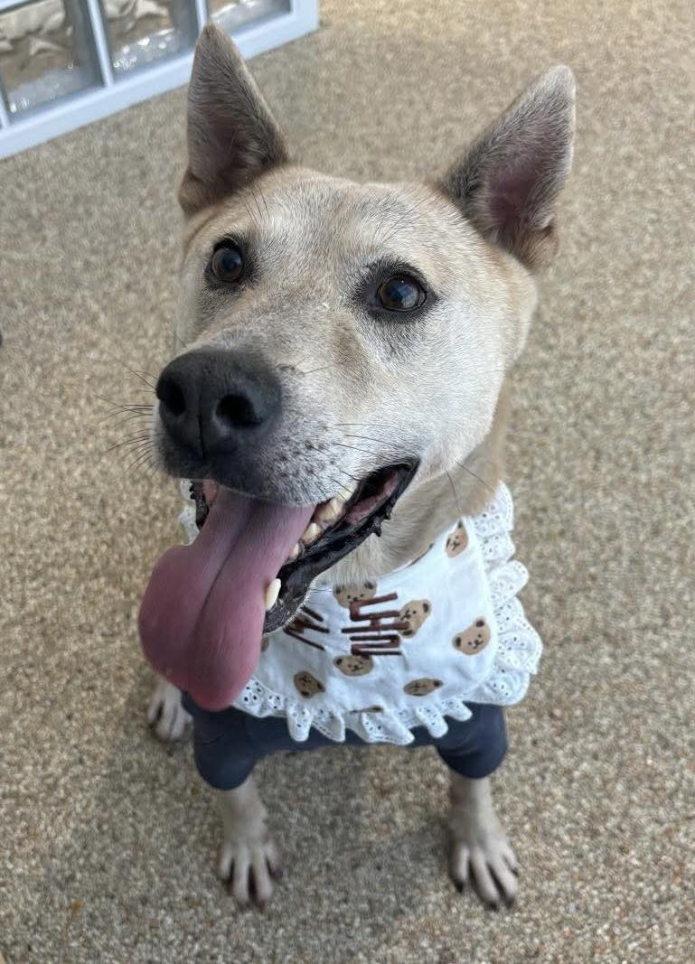 Soondol, a Adoptable Jindo in Philadelphia, PA image 2/4