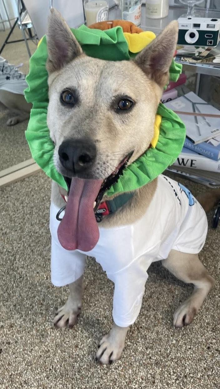 Soondol, a Adoptable Jindo in Philadelphia, PA image 3/4