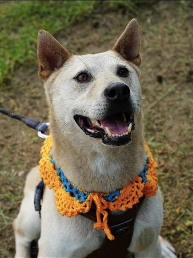 Soondol, Adoptable, Young Male Jindo.