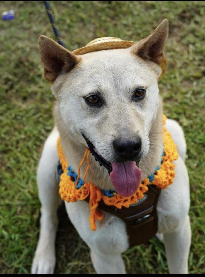 Soondol, a Adoptable Jindo in Philadelphia, PA image 4/4