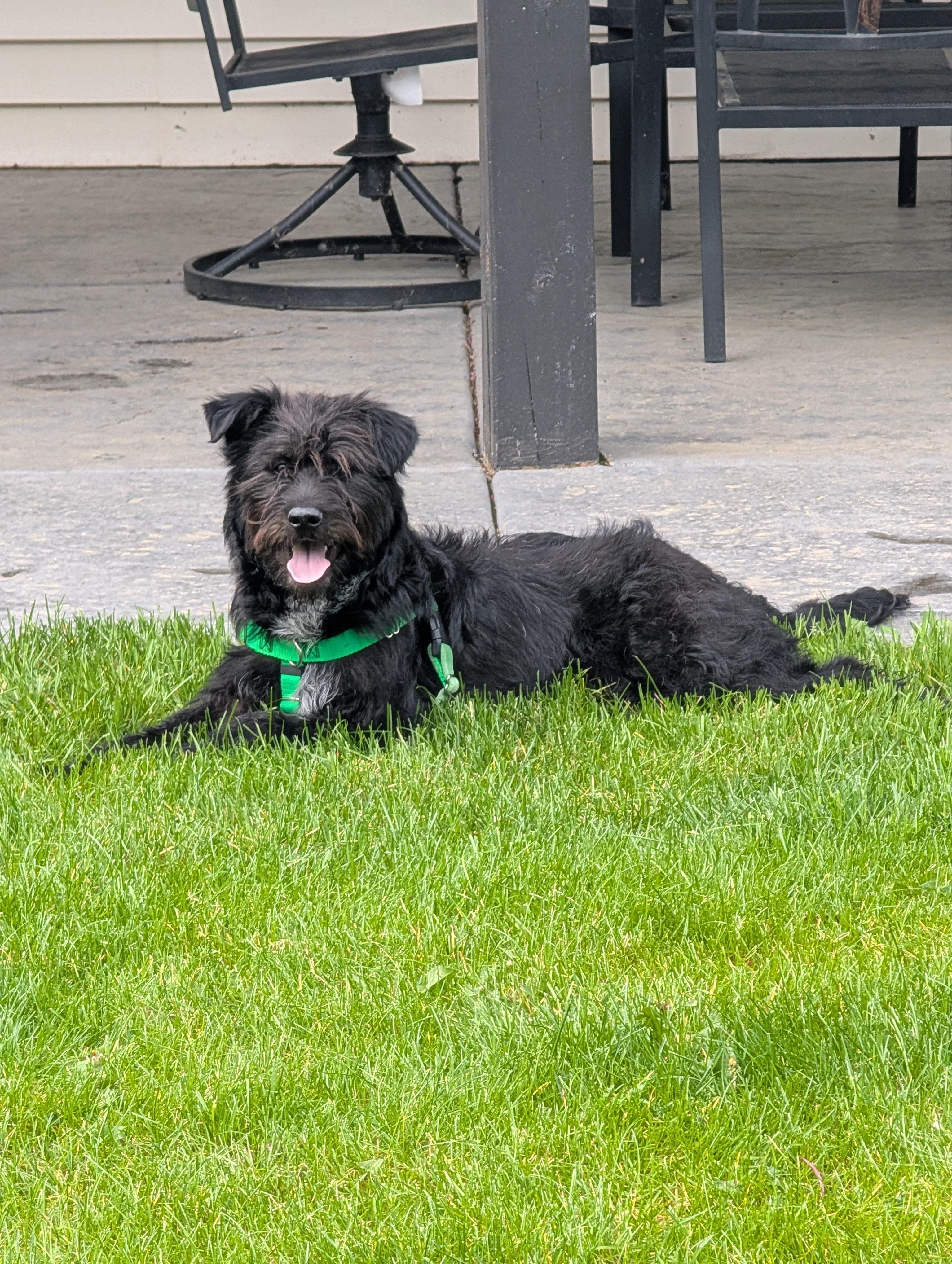 Ollie, a ADOPTABLE mixed breed in Minneapolis, MN image 5/6