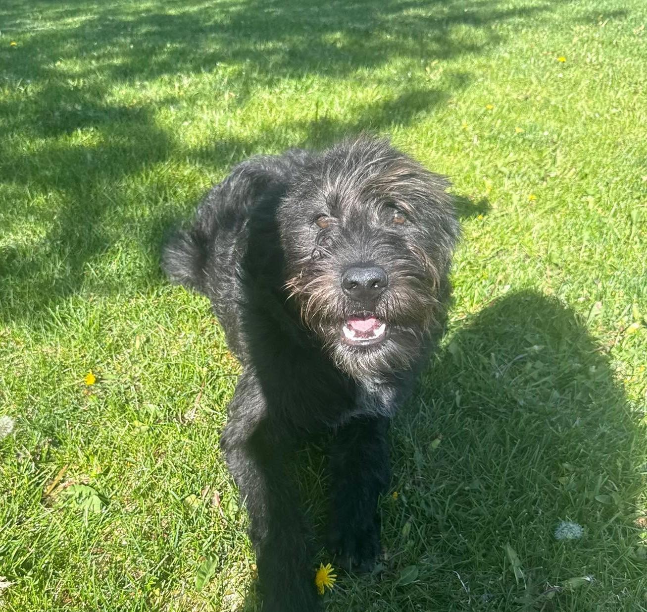 Ollie, a ADOPTABLE mixed breed in Minneapolis, MN image 2/6