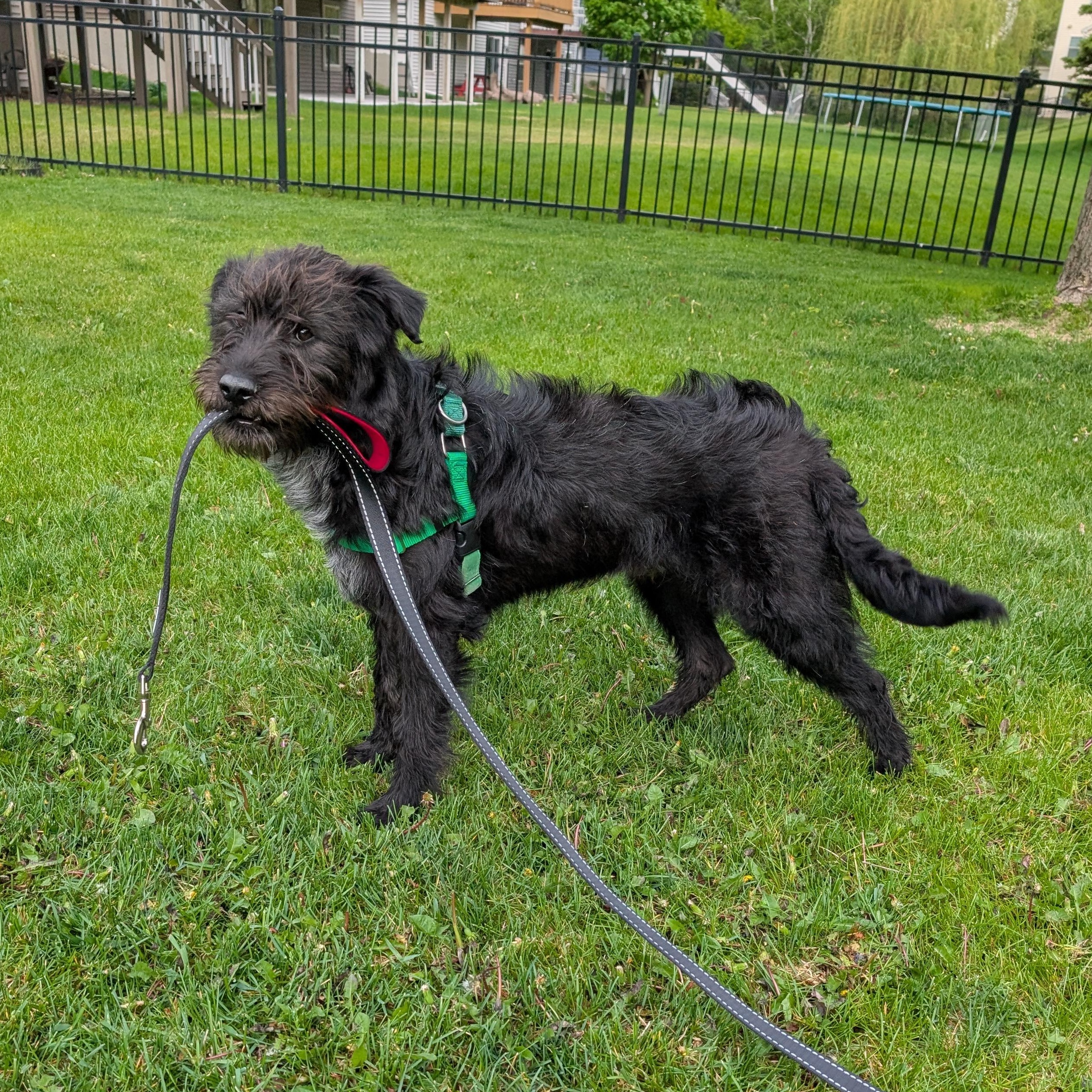 Ollie, a ADOPTABLE mixed breed in Minneapolis, MN image 3/6