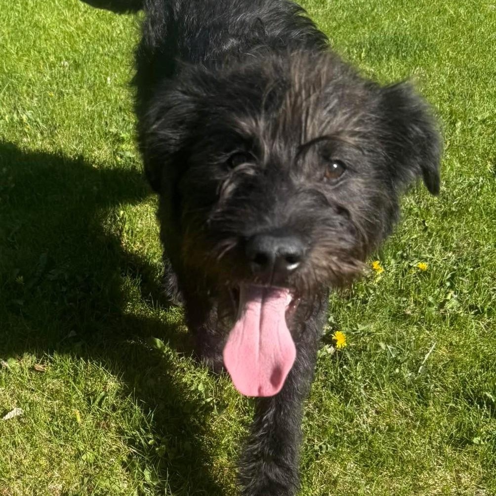 Ollie, ADOPTABLE, Puppy Male Terrier & Poodle.