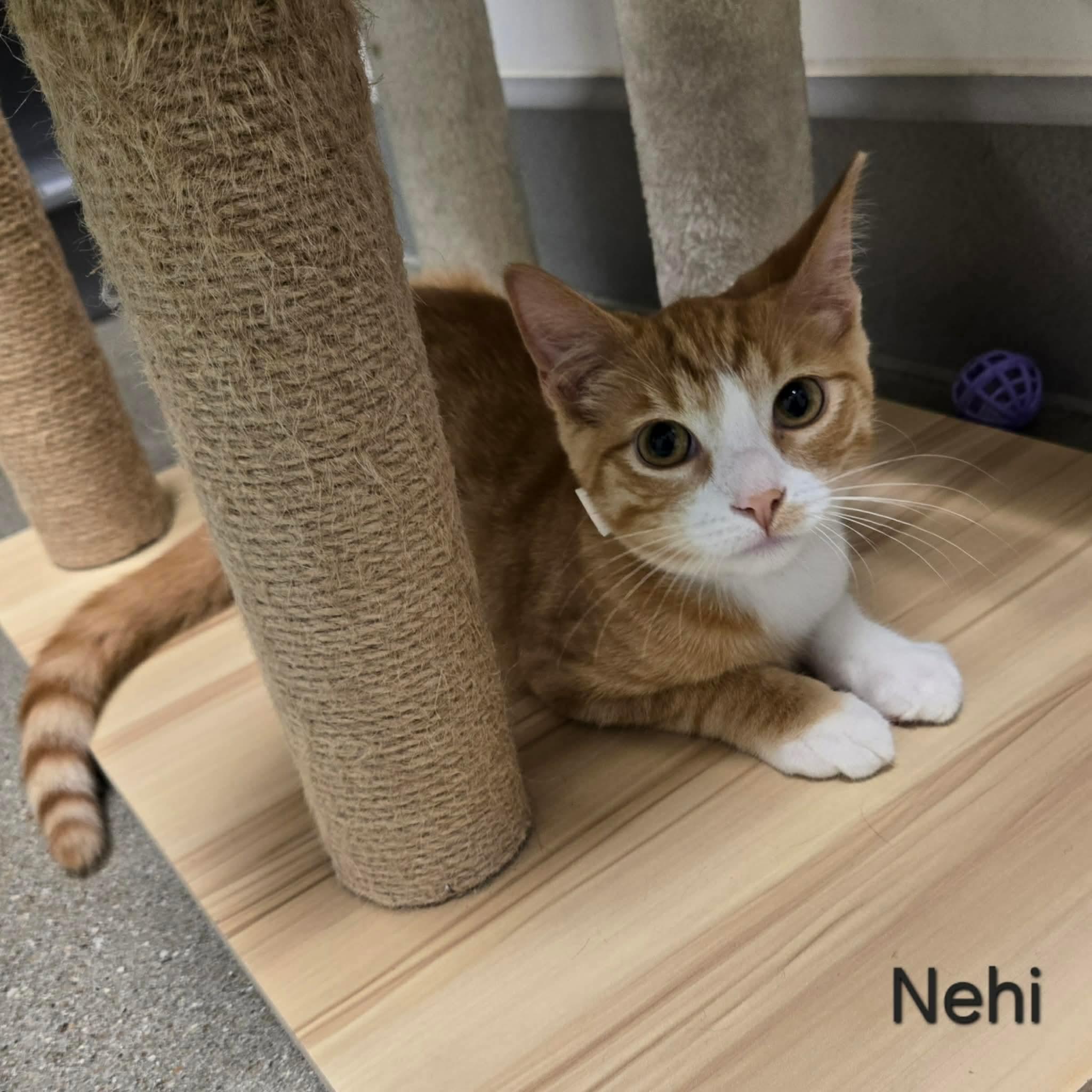 Nehi, a ADOPTABLE Domestic Short Hair in Sedalia, MO image 2/2