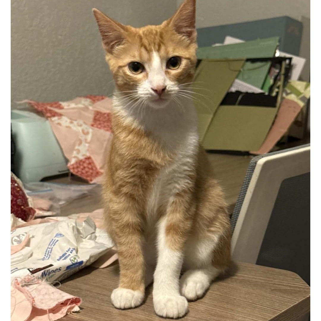 Nehi, ADOPTABLE, Kitten Male Domestic Short Hair.
