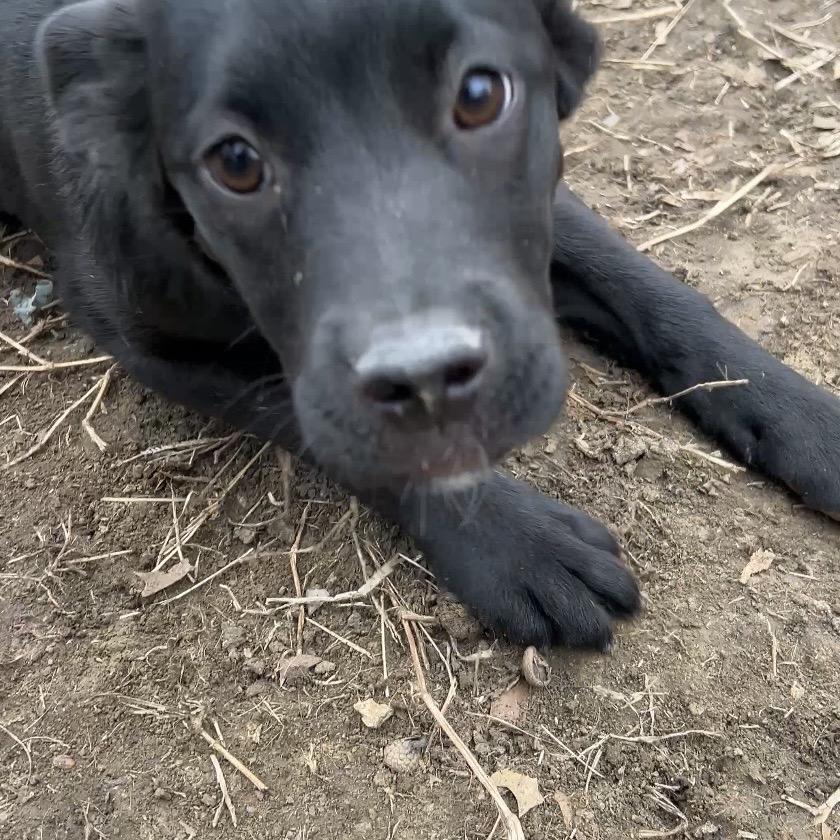 Brooklyn, Adoptable, Puppy Female Australian Shepherd & Mixed Breed.