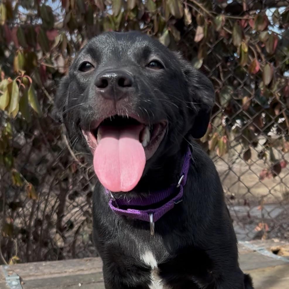 Brooklyn, Adoptable, Puppy Female Australian Shepherd & Mixed Breed.