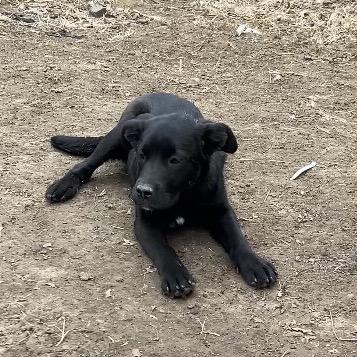 Brooklyn, a Adoptable mixed breed in Kansas City, MO image 2/6