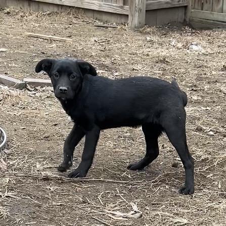 Brooklyn, a Adoptable mixed breed in Kansas City, MO image 3/6