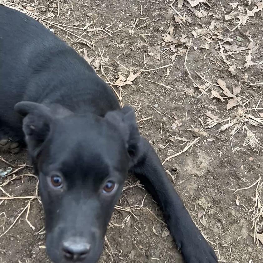 Brooklyn, a Adoptable mixed breed in Kansas City, MO image 5/6