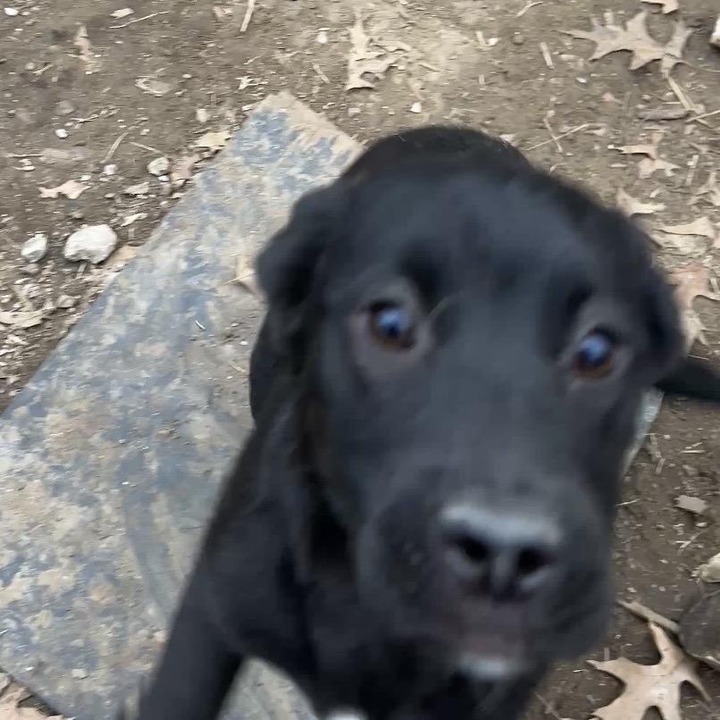 Brooklyn, a Adoptable mixed breed in Kansas City, MO image 6/6