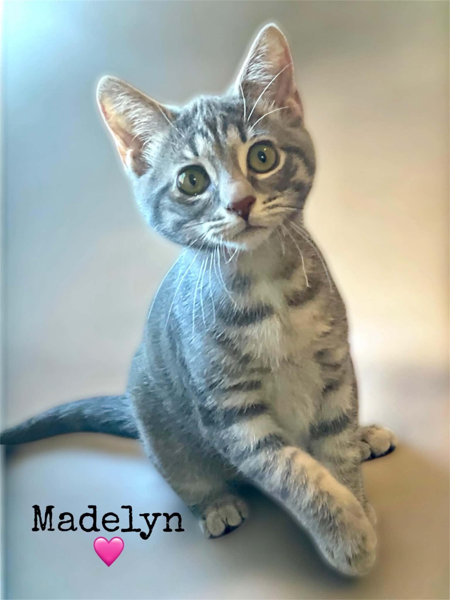 Enlarge Madelyn, a Adoptable Domestic Short Hair in Dansville, NY image 1/1