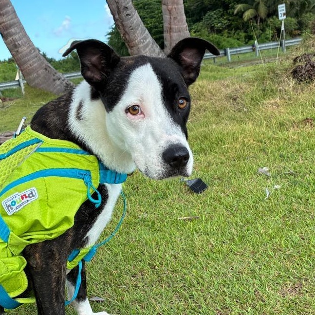 Bella Rose — thumbnail 3