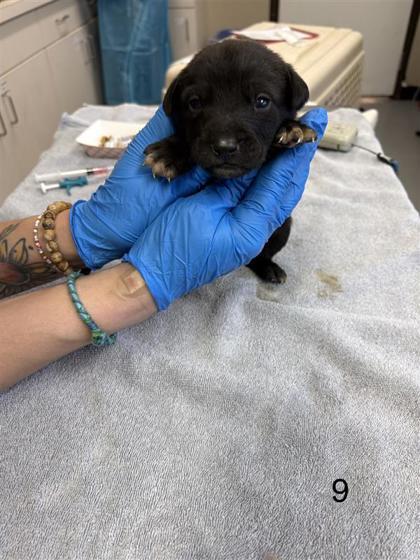 Enlarge Bruce, a Adoptable mixed breed in Dallas, TX image 1/1