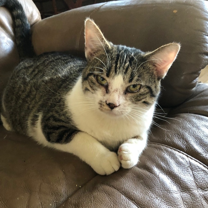 Enlarge Reba, a Adoptable Domestic Short Hair in Jeffersonville, IN image 1/1