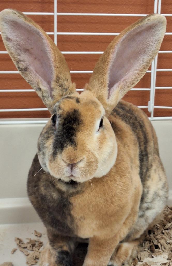 Achilles, Adoptable, Young Male Rex.