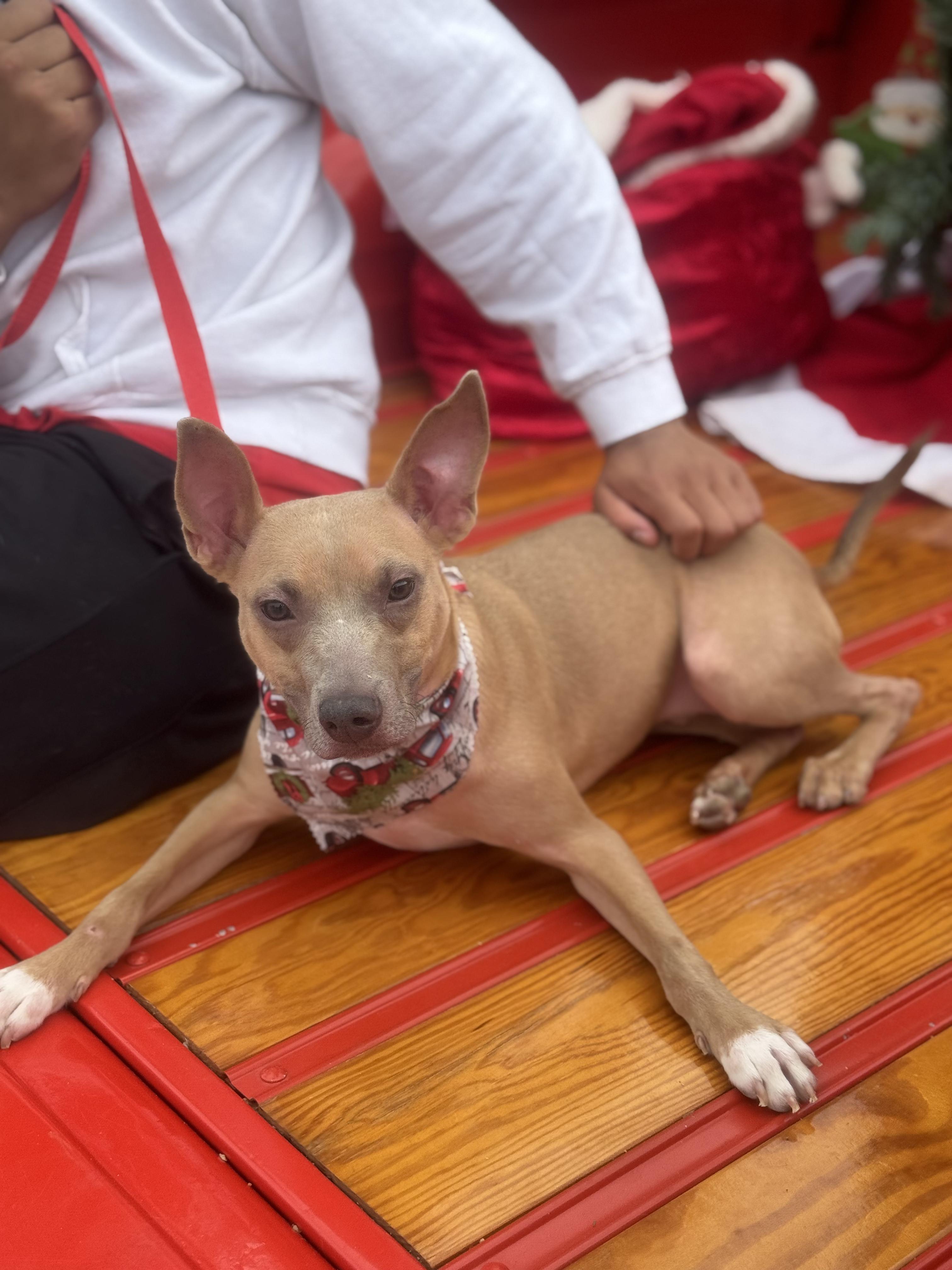 Enlarge Ace, a Adoptable mixed breed in Baton Rouge, LA image 6/6