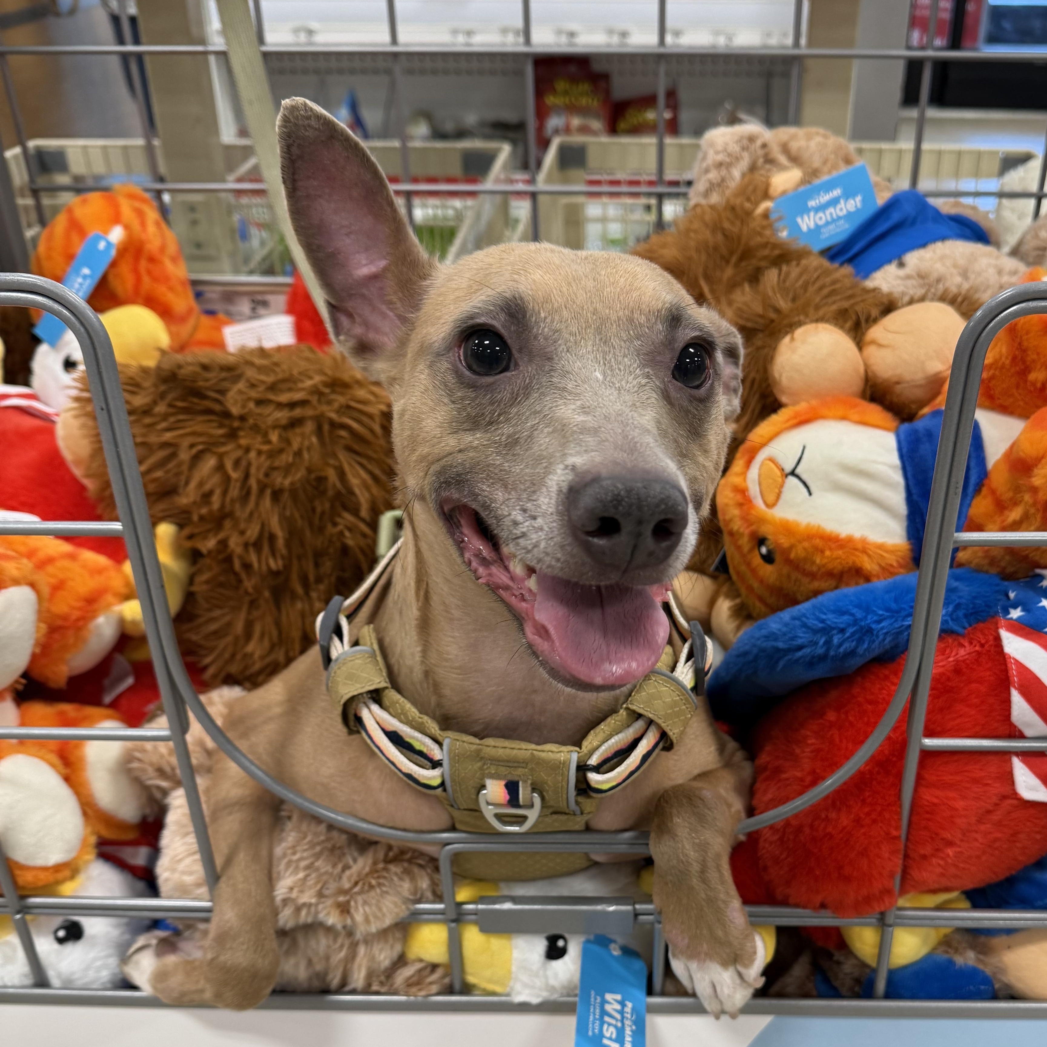 Enlarge Ace, a Adoptable mixed breed in Baton Rouge, LA image 2/6
