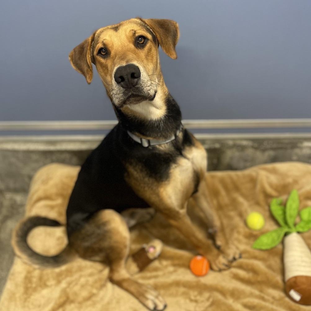 Pedro Pascal, Adoptable, Adult Male German Shepherd Dog.