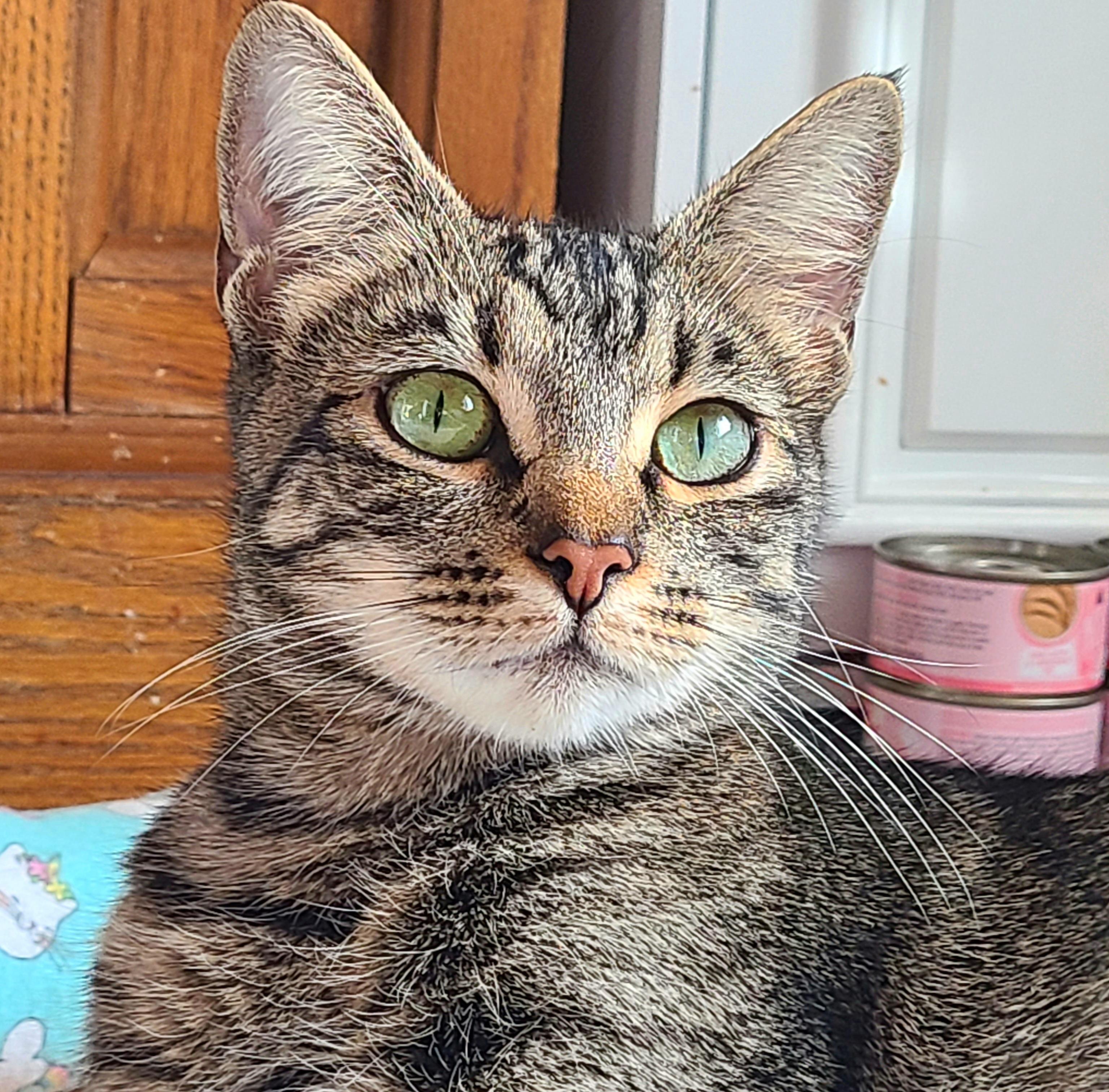 Greta, an adopted Domestic Short Hair in Kirkland, WA image 1/3