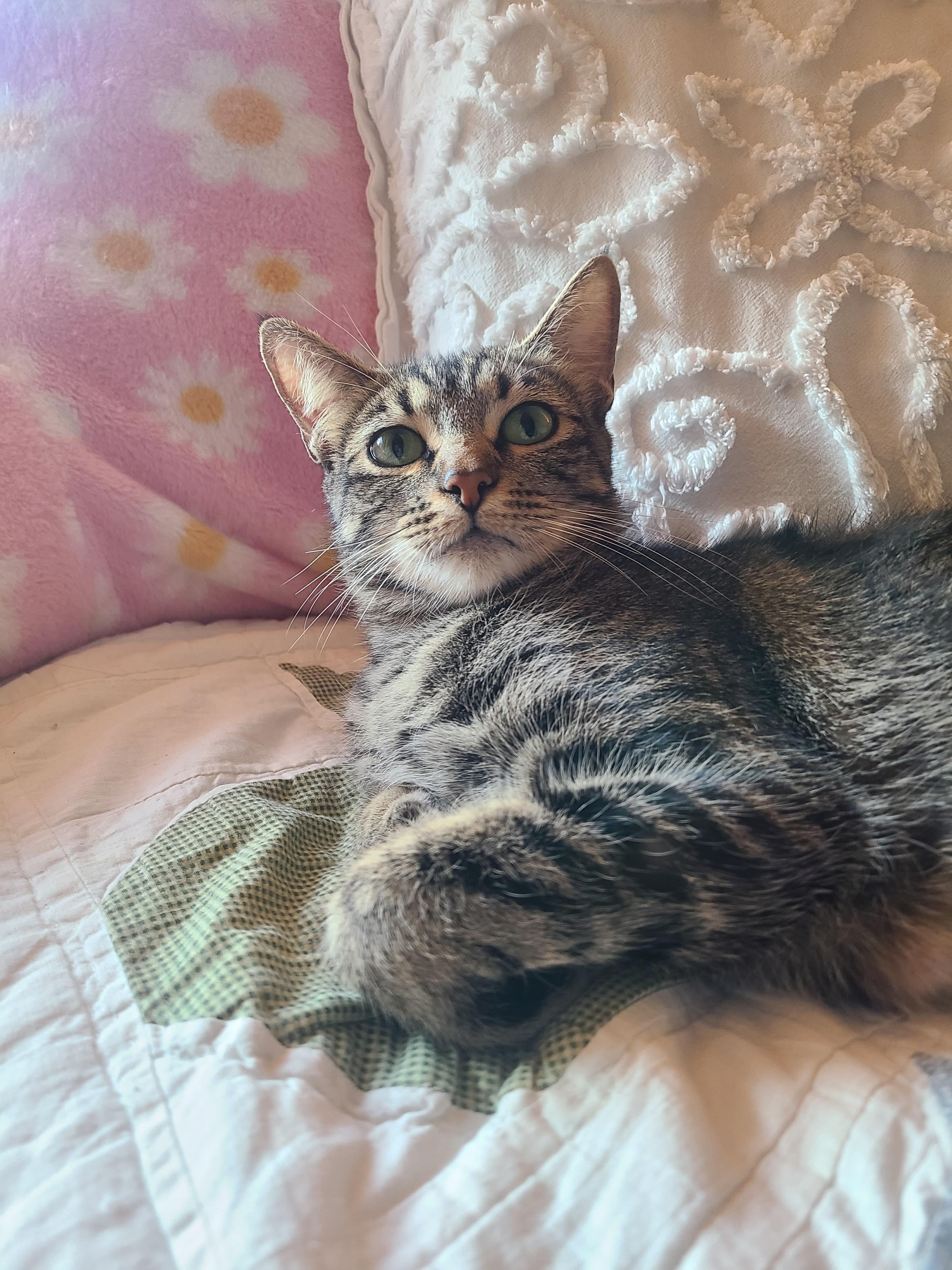 Greta, an adopted Domestic Short Hair in Kirkland, WA image 3/3